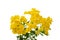 Yellow elder flower isolated on white background