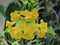 Yellow elder flower, Trumpetbush, Trumpet Flower, Yellow trumpet