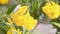 Yellow Elder Flower,Yellow elder, Trumpetbush, Trumpetflower, Yellow trumpet-flower, Yellow trumpetbush, tecoma stans Tropical are