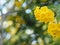 Yellow Elder, Magnoliophyta, Angiospermae of name Gold Yellow color trumpet flower, ellow elder, Trumpetbush, Tecoma stans blurred