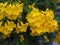 Yellow Elder, Magnoliophyta, Angiospermae of name Gold Yellow color trumpet flower, ellow elder, Trumpetbush, Tecoma stans blurred