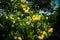 Yellow elder (Tecoma stans) is a flowering shrub or small tree native to the Americas