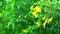 Yellow elder, Trumpet bush, Trumpet flower has yellow color blooming in garden