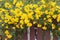 Yellow elder, Trumpetbush, Trumpetflower bloom on edge the fence.