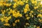 Yellow elder, Trumpetbush, Trumpetflower full bloom early.