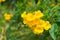 Yellow elder, Trumpetbush, Trumpetflower , golden yellow flowers blooming on the garden