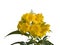 Yellow elder, Trumpetbush, Trumpetflower isolated on white background.