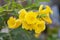 Yellow elder, Trumpetbush, Trumpetflower on nature background.