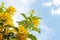 Yellow elder, Trumpetbush, Trumpetflower on sky background.