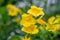 Yellow elder, Trumpetbush, Trumpetflower, Yellow trumpet-flower, Yellow trumpetbush