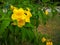 Yellow elder, Trumpetbush, Trumpetflower, Yellow trumpet-flower, Yellow trumpetbush scientific name: Tecoma stans