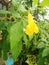 Yellow elder or Trumpetbush or Trumpetflower or Yellow Trumpet-flower or Yellow trumpetbush with water drops