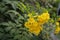 Yellow Elder or Yellow Bell or Trumpet Vine in the garden