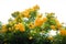 Yellow elder, Yellow bells, or Trumpetflower