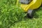 Yellow electric lawnmower in the process of grass mowing