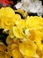 Yellow elegant begonia