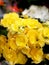 Yellow elegant begonia