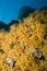 Yellow Encrusting Sea Anemone, Parazoanthus axinellae, Cabo Cope Puntas del Calnegre Natural Park