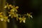 Yellow Encyclia tampensis orchid