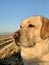 Yellow English Labrador Retriever on a duck hunting trip