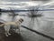 Yellow English Labrador Retriever looking out at the lake in Lake Tahoe.