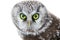 Yellow enormous eyes. Portrait of boreal owl closeup