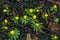 Yellow eranthis in a garden