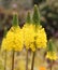 Yellow eremurus flower