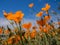 Yellow Eschscholzia californica flowers field