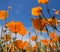 Yellow Eschscholzia californica flowers field