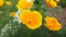 Yellow eschscholzia flowers - Papaveraceae & x28;poppy& x29; family