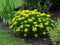 Yellow Euphorbia polychroma flowers in a garden