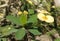 yellow euphoria flowers, these flowers have thorny stems like cactus plants