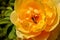 Yellow European bumblebee on yellow rose