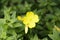 Yellow evening primrose flower