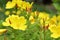 Yellow Evening Primrose Flowers in the garden.