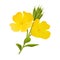 Yellow evening primrose. Sundrop, suncup or oenothera fruticose flower and leaf