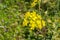 Yellow Evening Primrose Wildflower â€“ Oenothera biennis