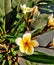 Yellow evergreen frangipani flower plumeria alba