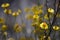 Yellow everlasting daisy moody spring background