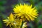 Yellow Everlasting Flower