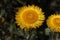 `Yellow Everlasting` flower - Helichrysum Aureum