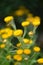 Yellow everlasting Helichrysum cooperi with yellow flowers