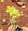 Yellow Everlasting Wildflowers in Western Australian outback