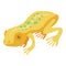 Yellow exotic frog icon, isometric style