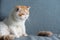 yellow Exotic shorthair cat and fake mouse