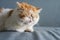 yellow Exotic shorthair cat sleep on sofa