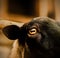 The yellow eye of a black sheep standing on a farm in a pen. Livestock and agriculture. Portrait of a sheep