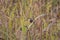 Yellow-eyed babbler Chrysomma sinense perching on the grass twig in the Forest