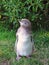 Yellow-eyed baby penguin